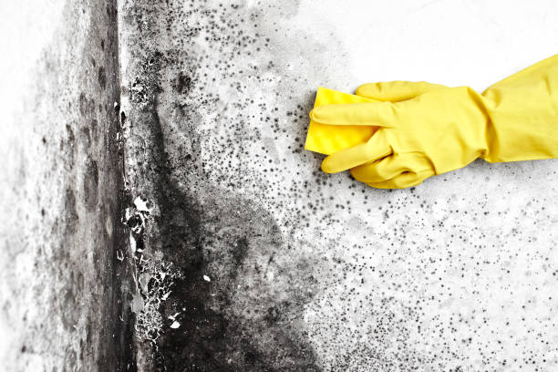 Best Black Mold Removal  in Capitan, NM